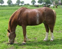 /album/fotos/twinkel-1-jpg/